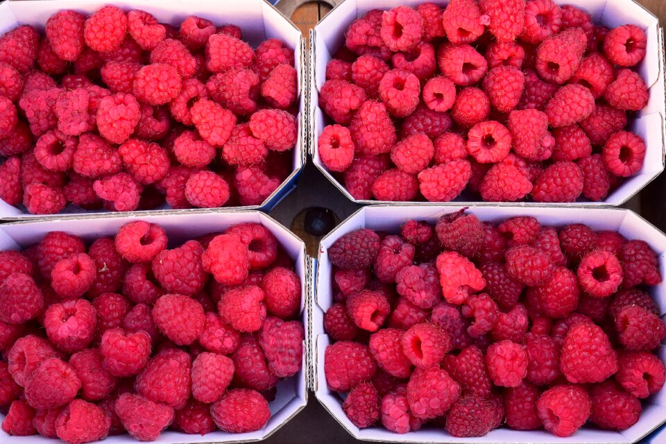 Red fruit fruit körbchen