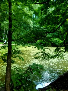 The nature of Bitzevski Park. 1