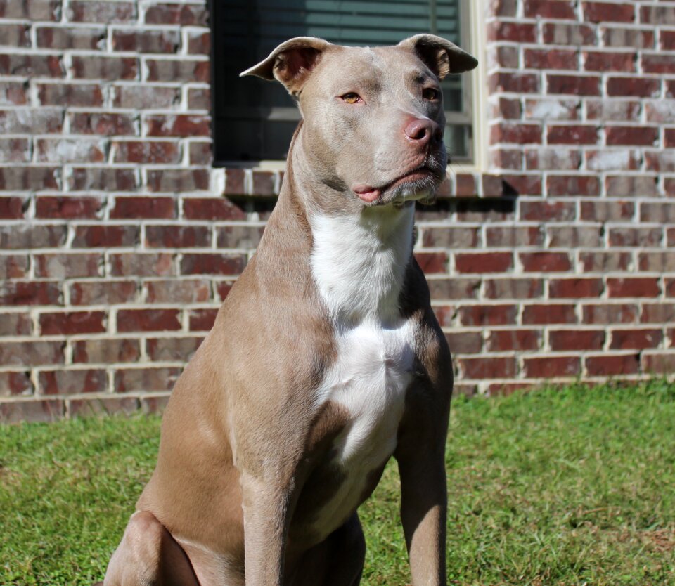 Pit bull domestic strong