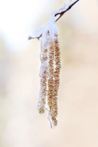 Male kitten little worm nature