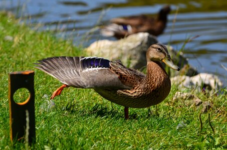 Animal duck wildlife photo