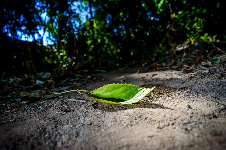 Spring green photo manipulation