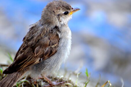 Animal sparrow bokeh photo