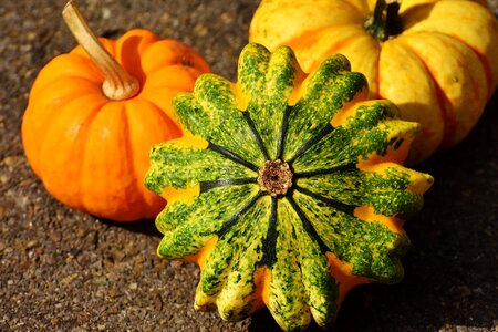 Autumn decoration colorful