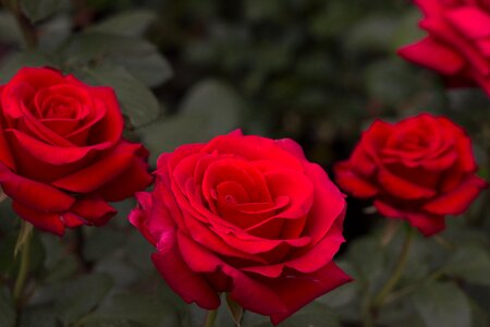 Flower red roses love