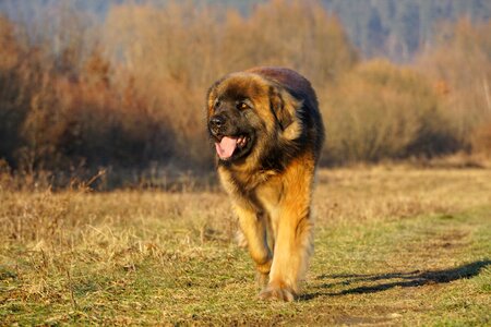 Leonberger dog animals