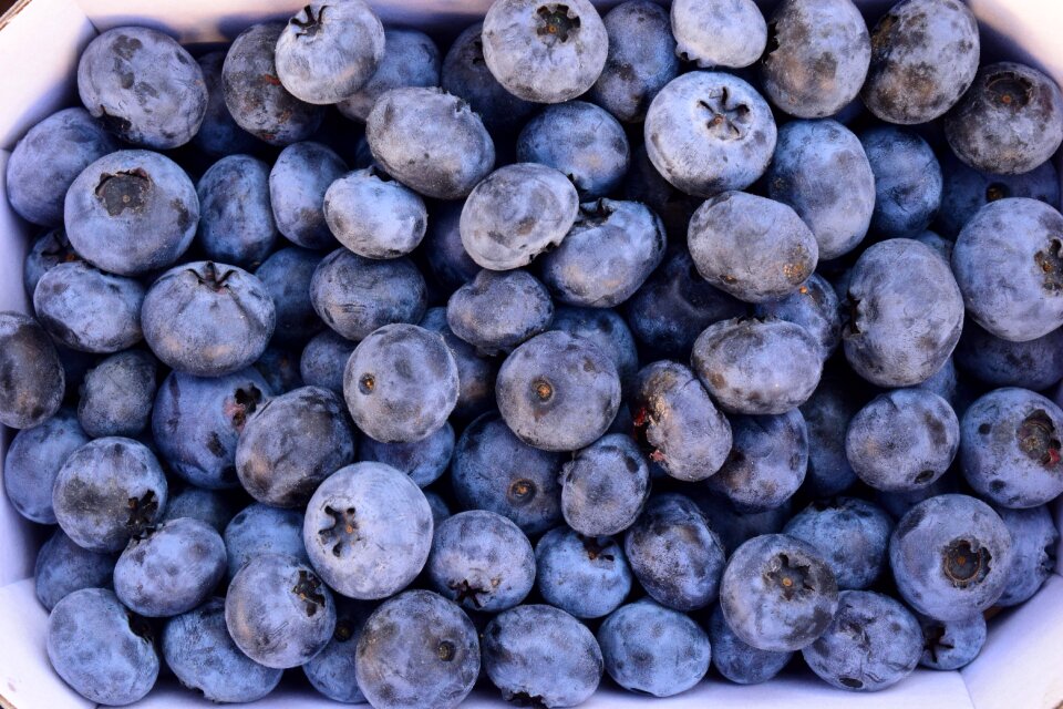 Fruits blue summer