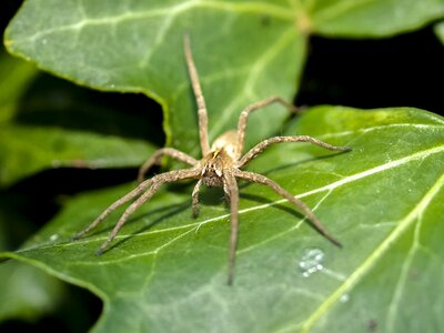 Spider nature animal