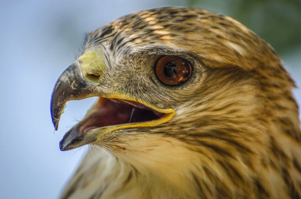 Bird animal animal portrait