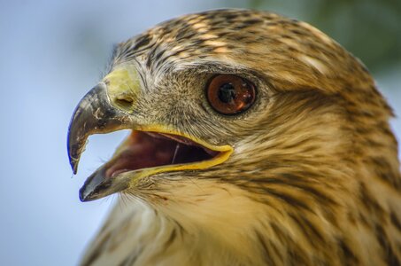 Bird animal animal portrait photo