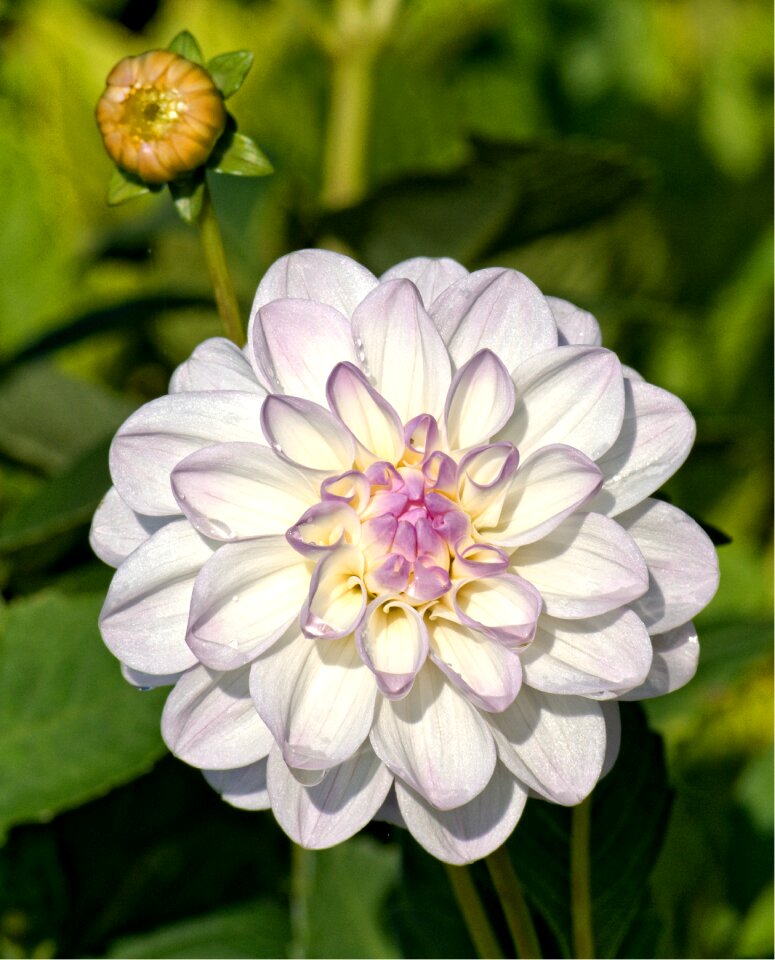 Bloom flower dahlia garden