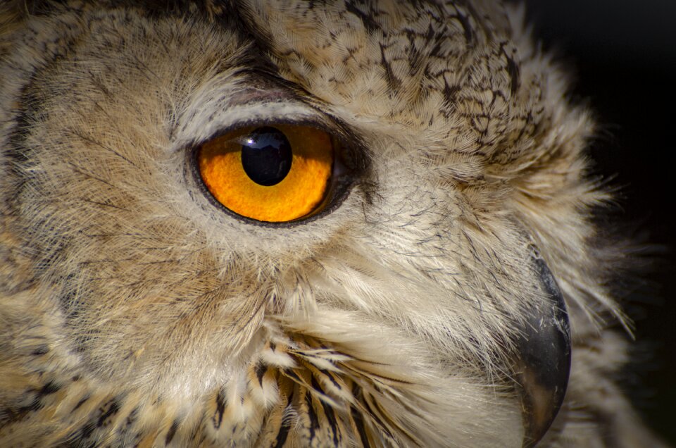 Bird animal animal portrait