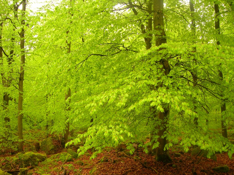 Green spring forest photo