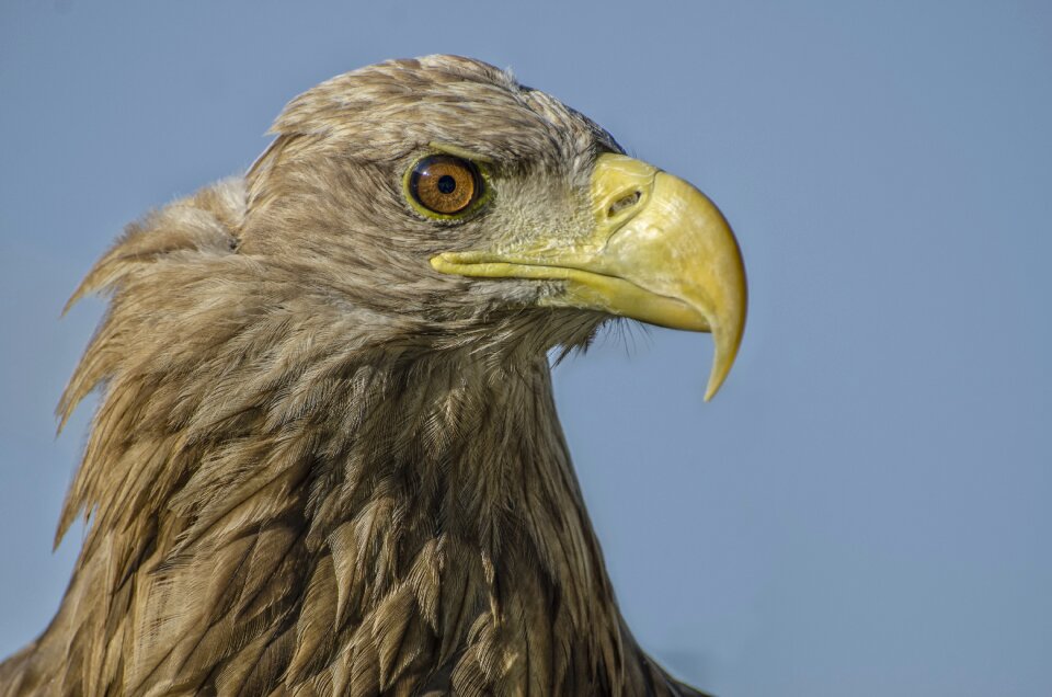 Bird animal animal portrait photo