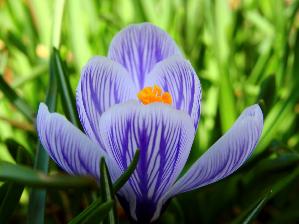 Bloom spring spring flower