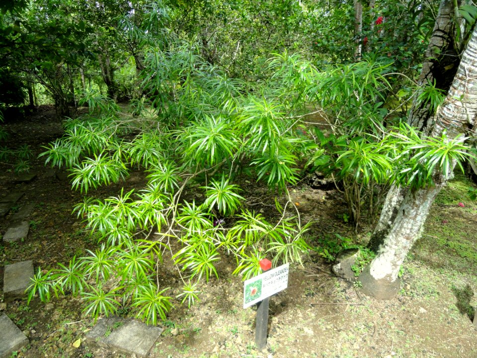 Thevetia peruviana - Sankyo Garden - DSC01249
