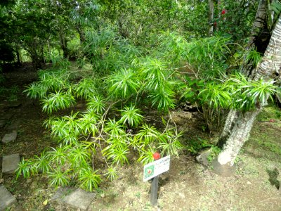 Thevetia peruviana - Sankyo Garden - DSC01249