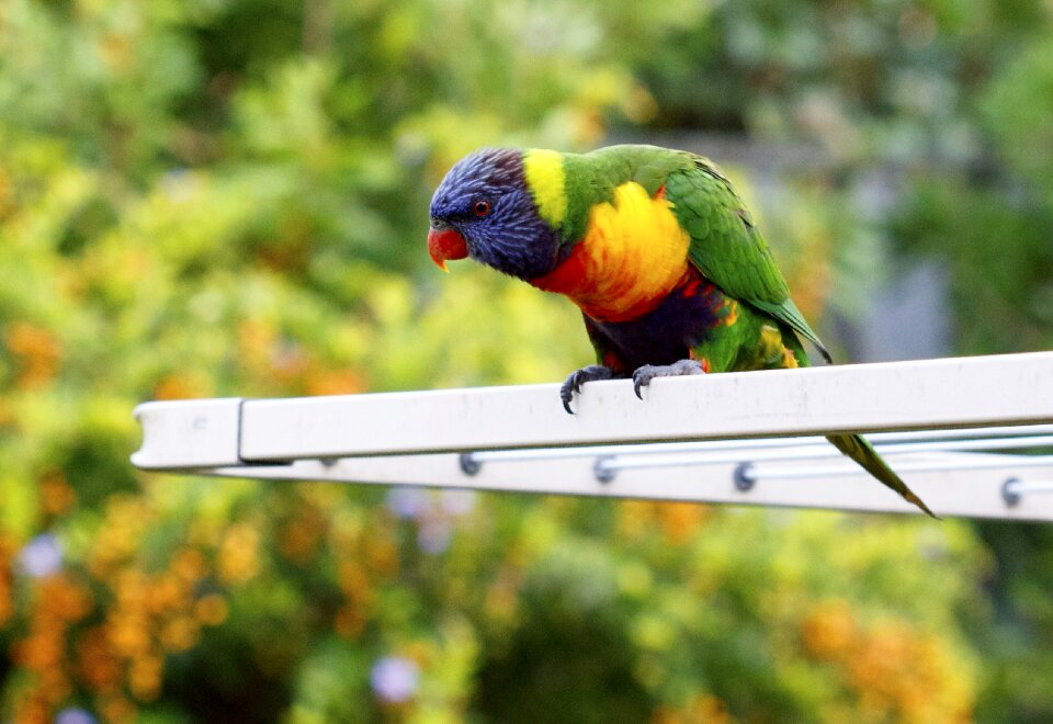 Beak beautiful beauty