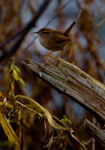 The Wren (185235233)