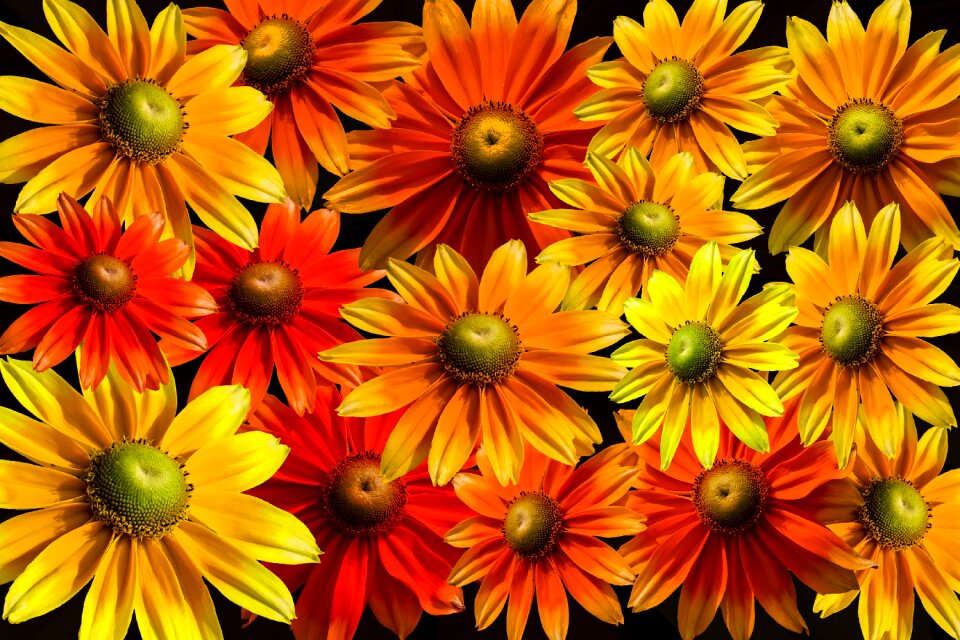 Gerbera colorful flowers