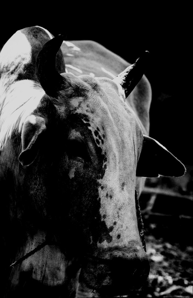 The White Bull (159185473)