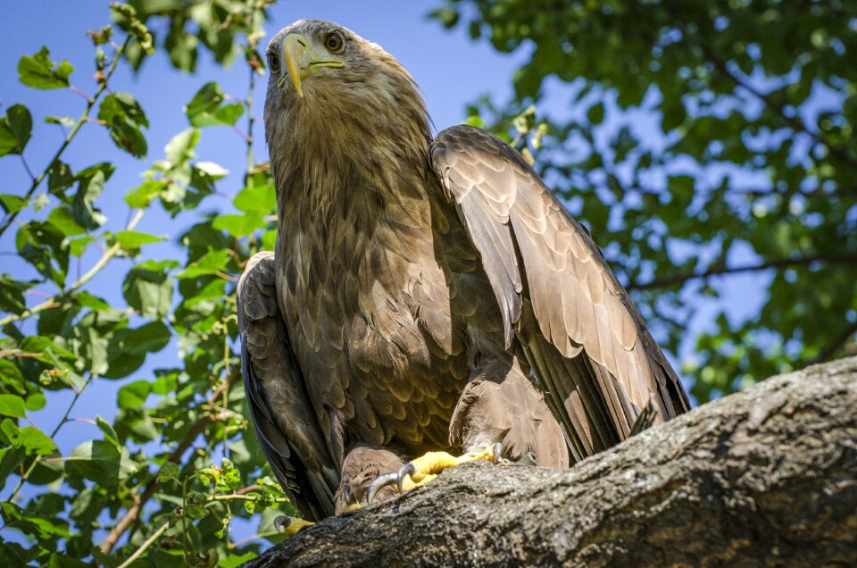 Bird animal close up