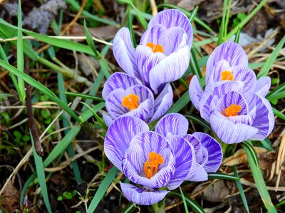 Bloom spring spring flower photo