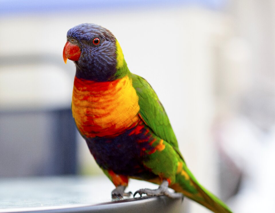 Beak beautiful beauty