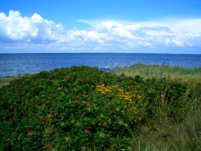 The seaside in summer - Femø