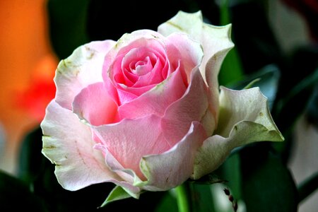 Bloom pink rose flower