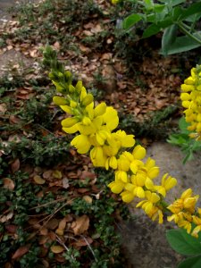 Thermopsis macrophylla 1