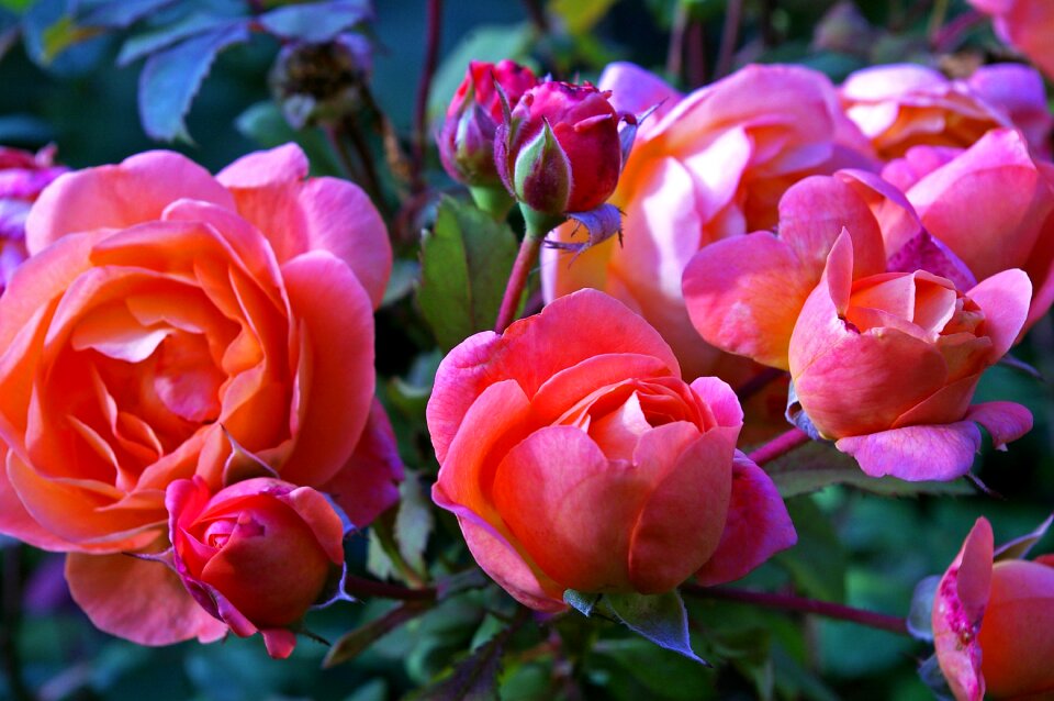 Shrub rose flowers nature