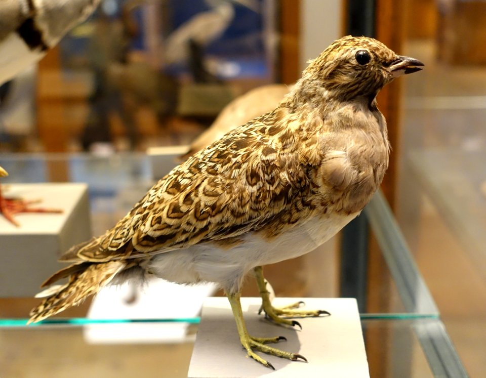 Thinocorus orbignyianus - Swedish Museum of Natural History - Stockholm, Sweden - DSC00630