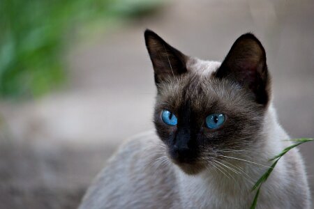 Kitten portrait blue eyes