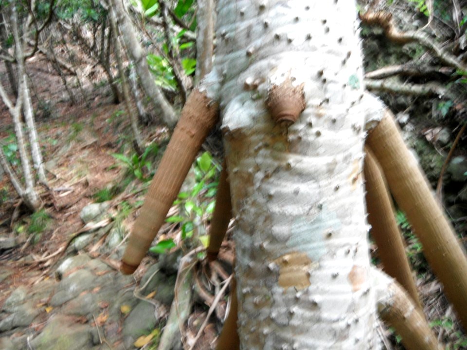 The root that improved of Pandanus boninensis Chichijima Ogasawara Japan