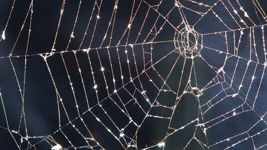 Web nature halloween