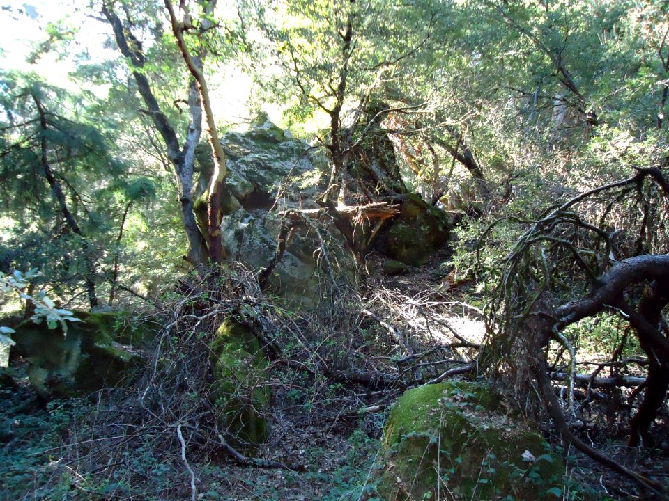 Thicket at Castle Rock State Park