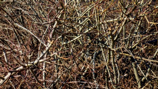 Thicket in Loddebo 1