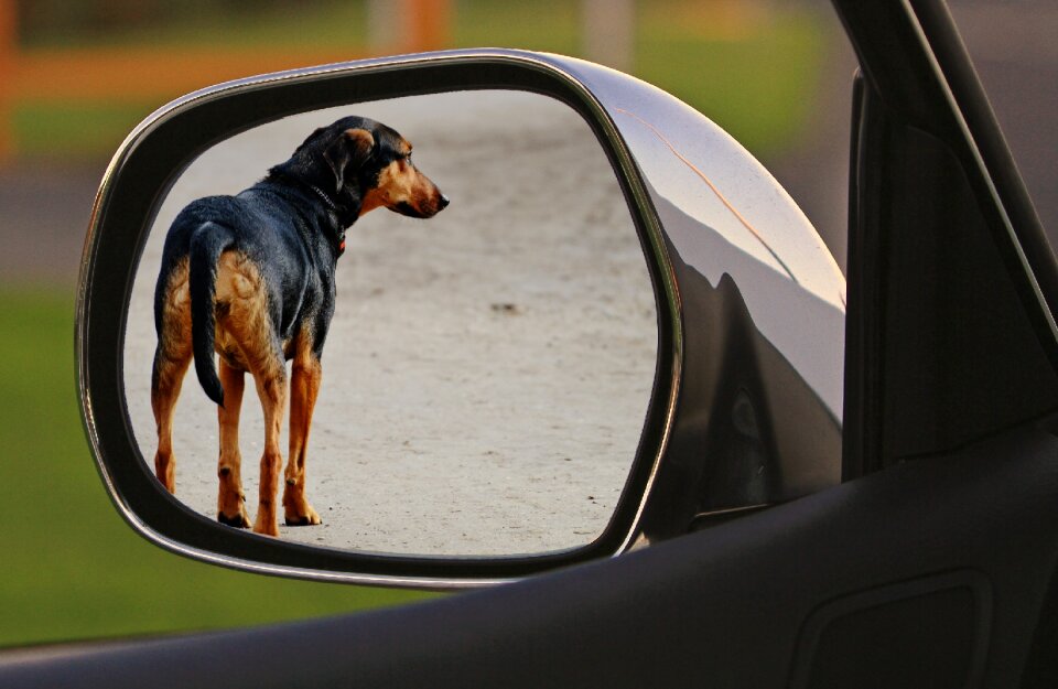 Animal welfare cruelty to animals crime