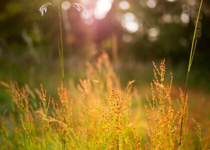 Grass nature sunny
