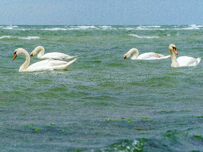Water bird animal water