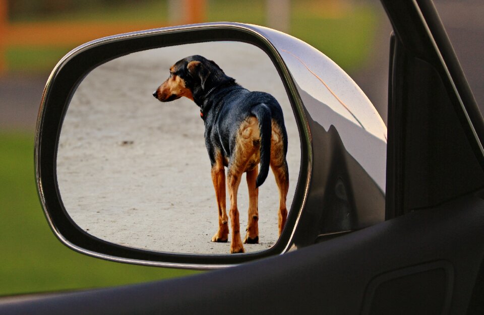 Animal welfare cruelty to animals crime
