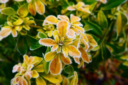 Winter nature green