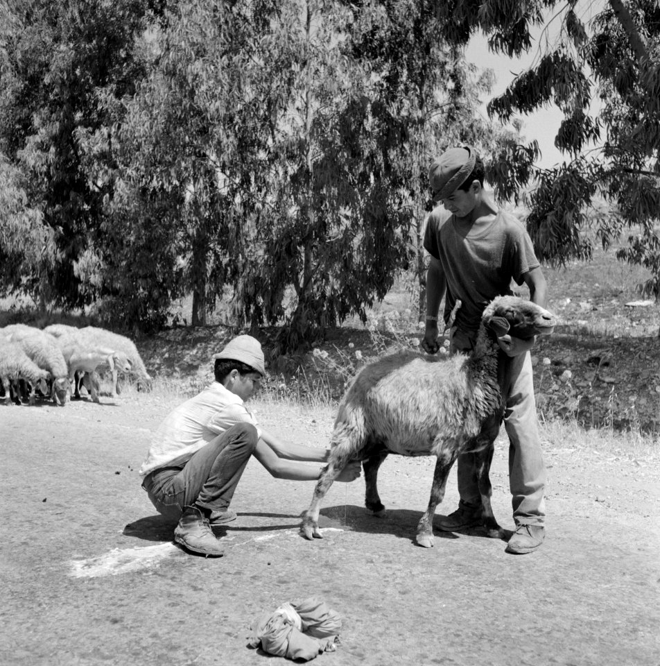 Twee herders bij een schaap dat gemolken wordt, Bestanddeelnr 255-4623