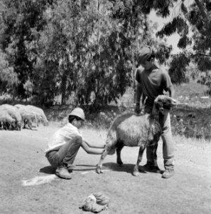 Twee herders bij een schaap dat gemolken wordt, Bestanddeelnr 255-4623 photo