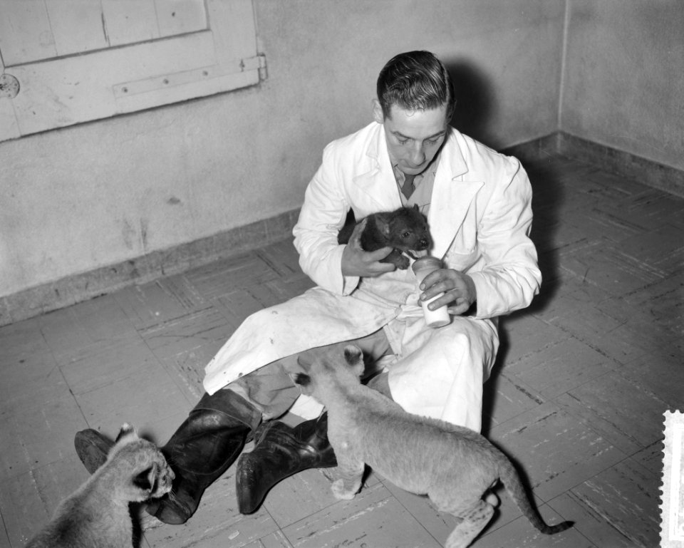 Twee hyenas in Artis worden gevoed met fles, Bestanddeelnr 911-9046