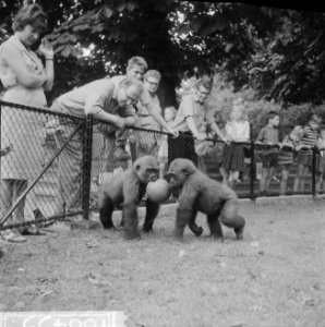 Twee gorillas voor Artis, Banja en Tembo spelen met bal, Bestanddeelnr 916-6435