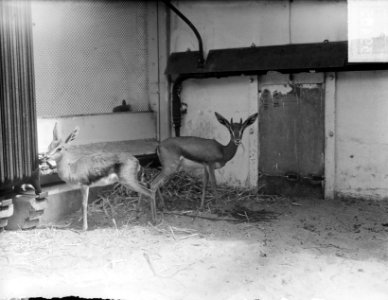 Twee jonge Arabische gezellen in Artis, Bestanddeelnr 903-9405