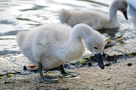 Mute swan signet swan signet