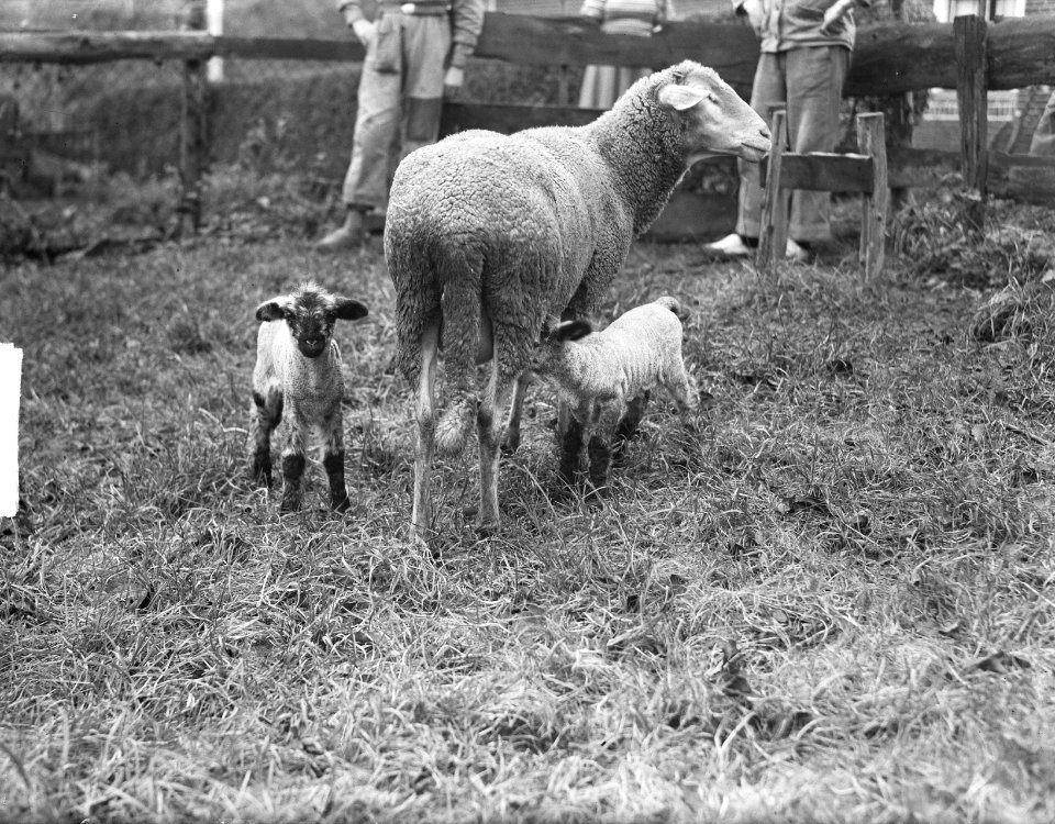 Twee lammetjes bij Boer de Koop Gemeente Lopik, Bestanddeelnr 904-3136